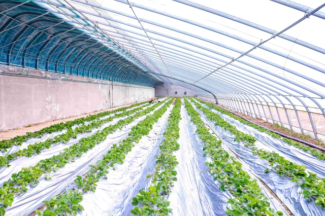 草莓施肥管理 草莓施肥管理