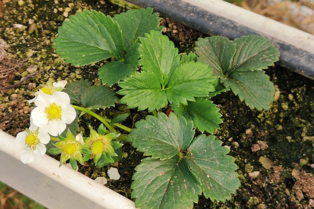 草莓施肥管理 草莓施肥管理