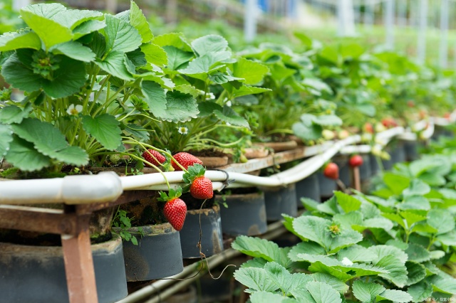 草莓施肥管理 草莓施肥管理