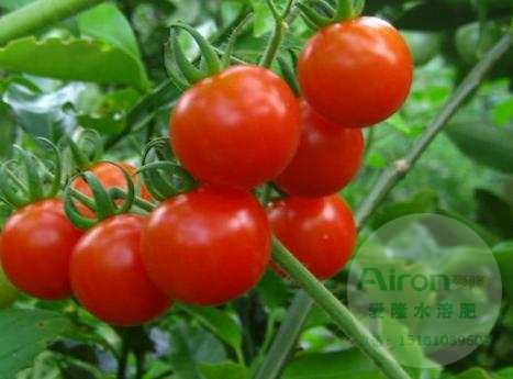 西红柿结果期如何施肥