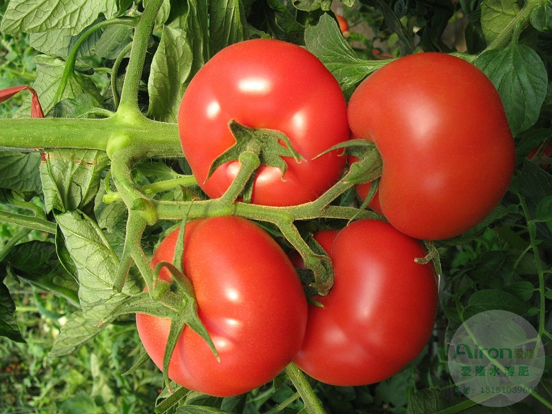 西红柿结果期如何施肥