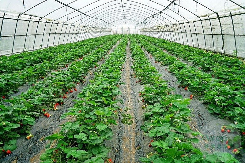 草莓重茬产量低