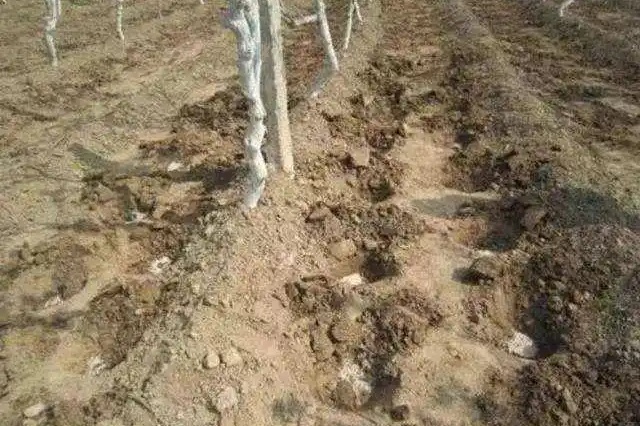 田间常见施肥方式