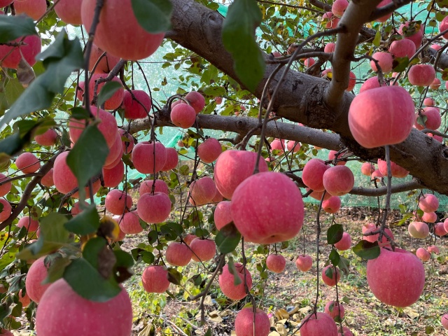 田间常见施肥方式