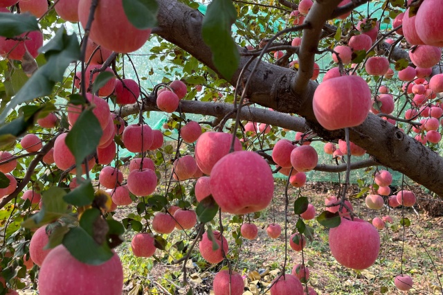 田间常见施肥方式