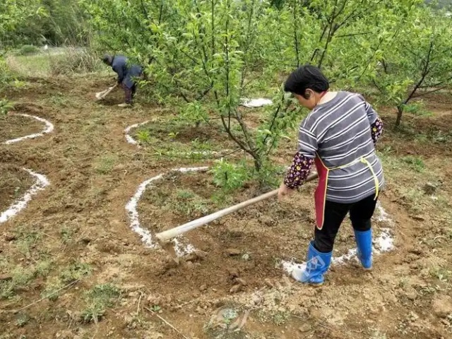 果树怎么秋施基肥