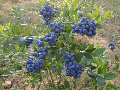 蓝莓施什么肥料最好