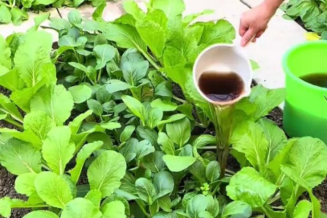 以肥防病治虫