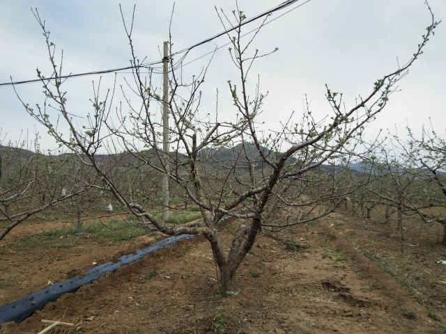 含腐植酸水溶肥对提升果树抗逆性的作用