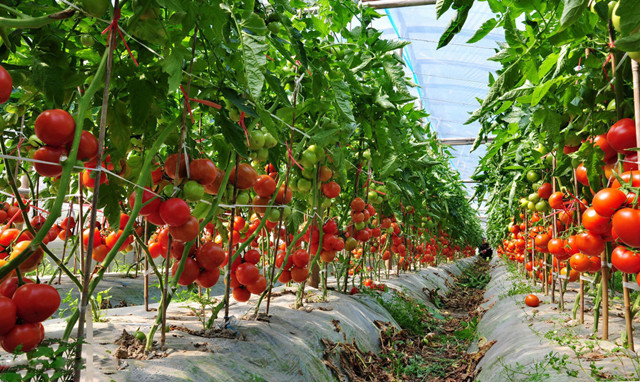 温棚西红柿栽培技术