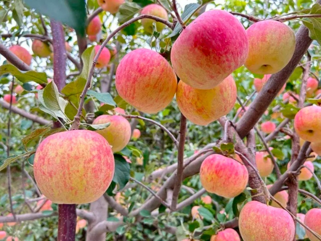 氨基酸水溶肥的作用与使用时期