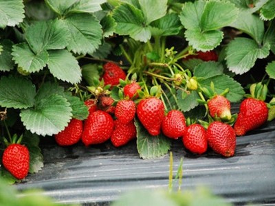 氨基酸水溶肥对草莓的好处