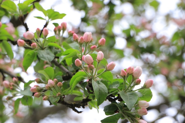 硼锌果树保花保果叶面肥