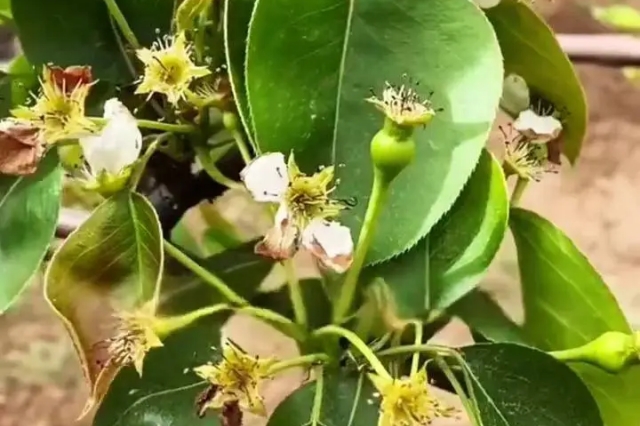 硼锌果树保花保果叶面肥