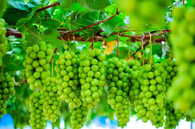 硼锌果树保花保果叶面肥