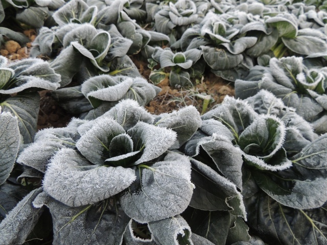 露地蔬菜冬季管理要点