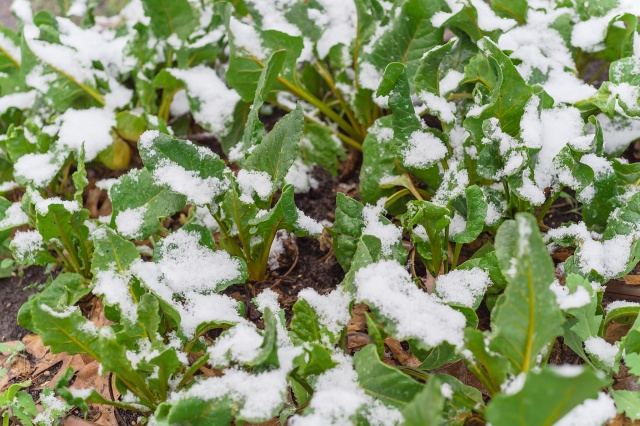 露地蔬菜冬季管理要点