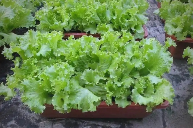 露地蔬菜冬季管理要点