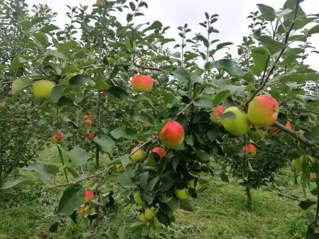 含腐植酸水溶肥科学施肥方法