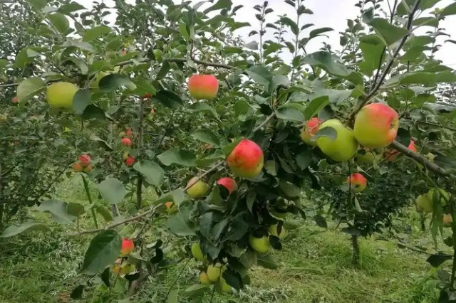 含腐植酸水溶肥科学施肥方法