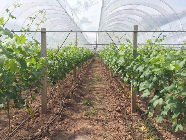 春季葡萄怎么施肥