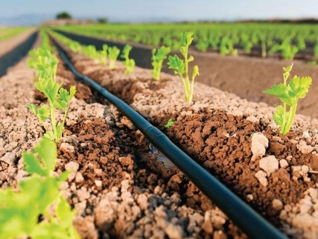 水溶肥的特点和优势