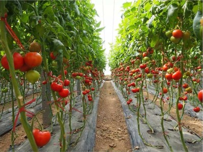 大棚番茄冬季管理方法