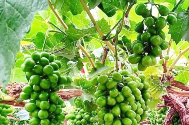 氮肥与钾肥膨果效果对比
