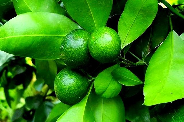 氮肥与钾肥膨果效果对比