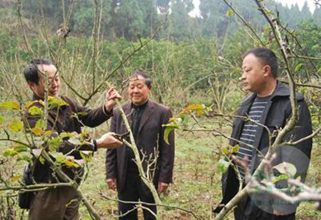 专业水溶肥厂家