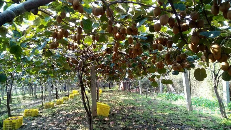 春季猕猴桃如何进行施肥