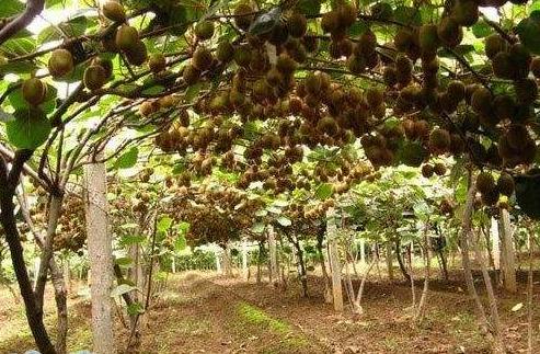 春季猕猴桃如何进行施肥