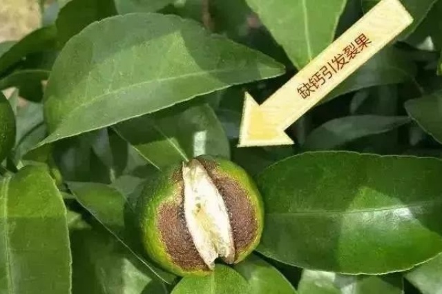 果树补钙