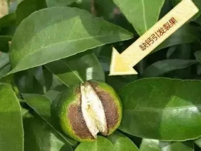 果树补钙