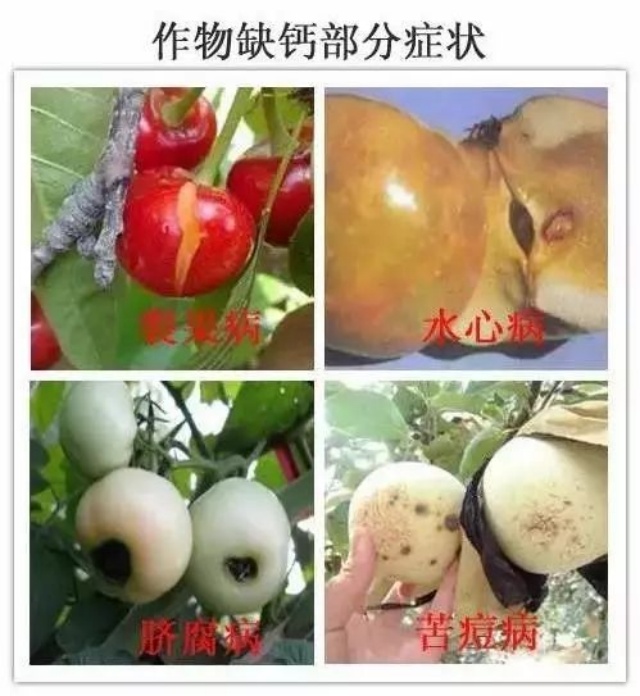果树补钙