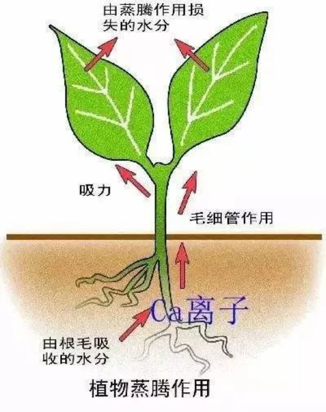 果树补钙