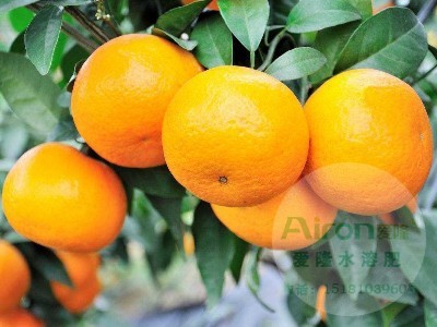 柑橘叶面肥