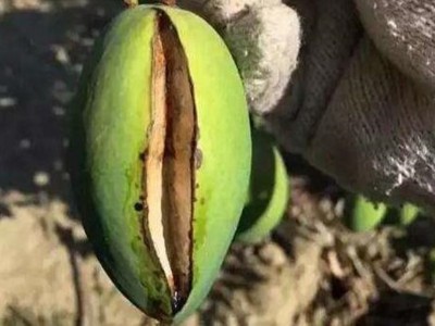 预防芒果裂果