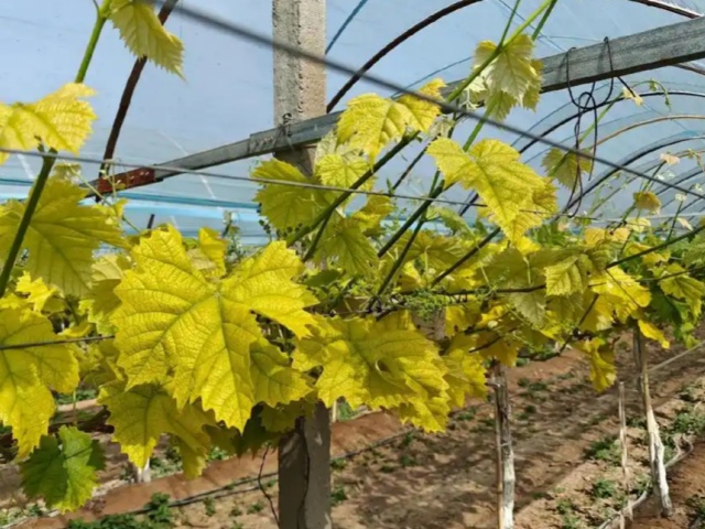 阳光玫瑰葡萄如何避免花序退化