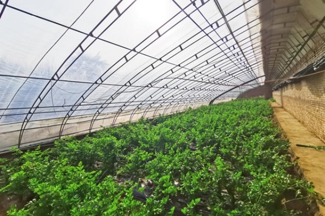 设施蔬菜栽培管理技术
