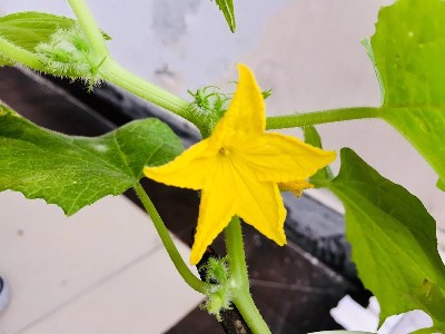 避免秋黄瓜只开雄花结