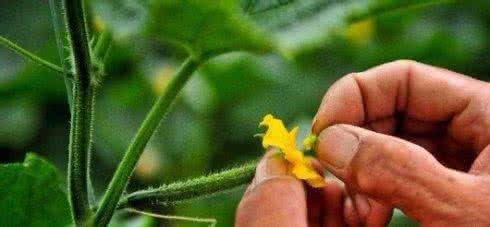 如何避免秋黄瓜只开雄花结果少？水溶肥厂家经验