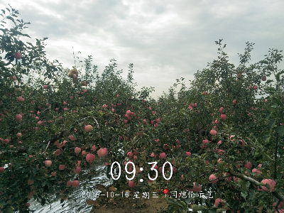 爱隆含腐殖酸水溶肥
