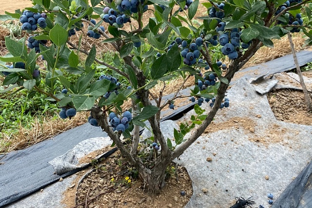 蓝莓土壤调酸