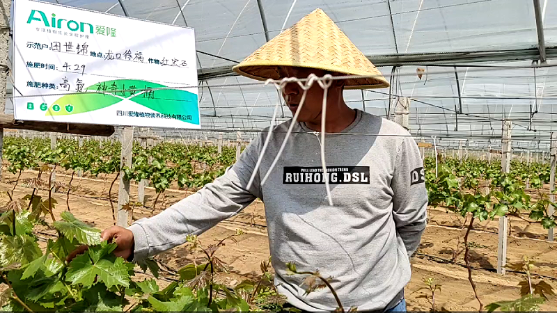爱隆氨基酸水溶肥神奇小黄桶山东红宝石葡萄使用案例
