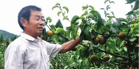 高钾水溶肥