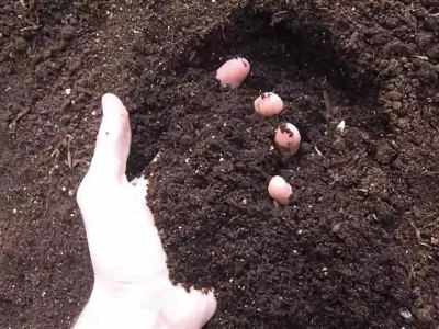 菌肥哪个牌子的好