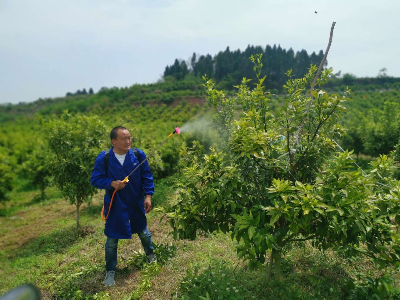 柑橘用什么水溶肥好