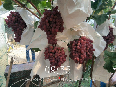 大量元素水溶肥怎么用