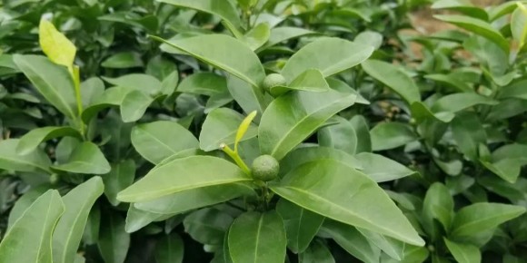 氨基酸肥料